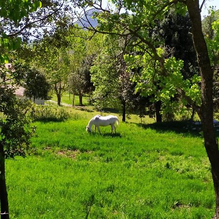 Agriturismo Colloreto 莫拉诺卡拉布罗 外观 照片