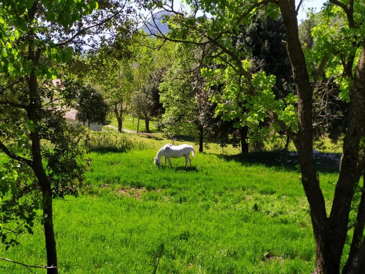 Agriturismo Colloreto 莫拉诺卡拉布罗 外观 照片